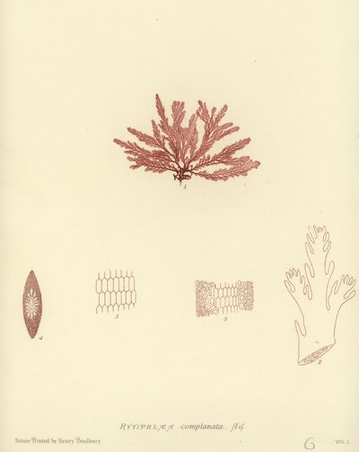 イギリスの海草（自然印刷） 作： English School